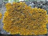 Xanthoria calcicola-3.jpg